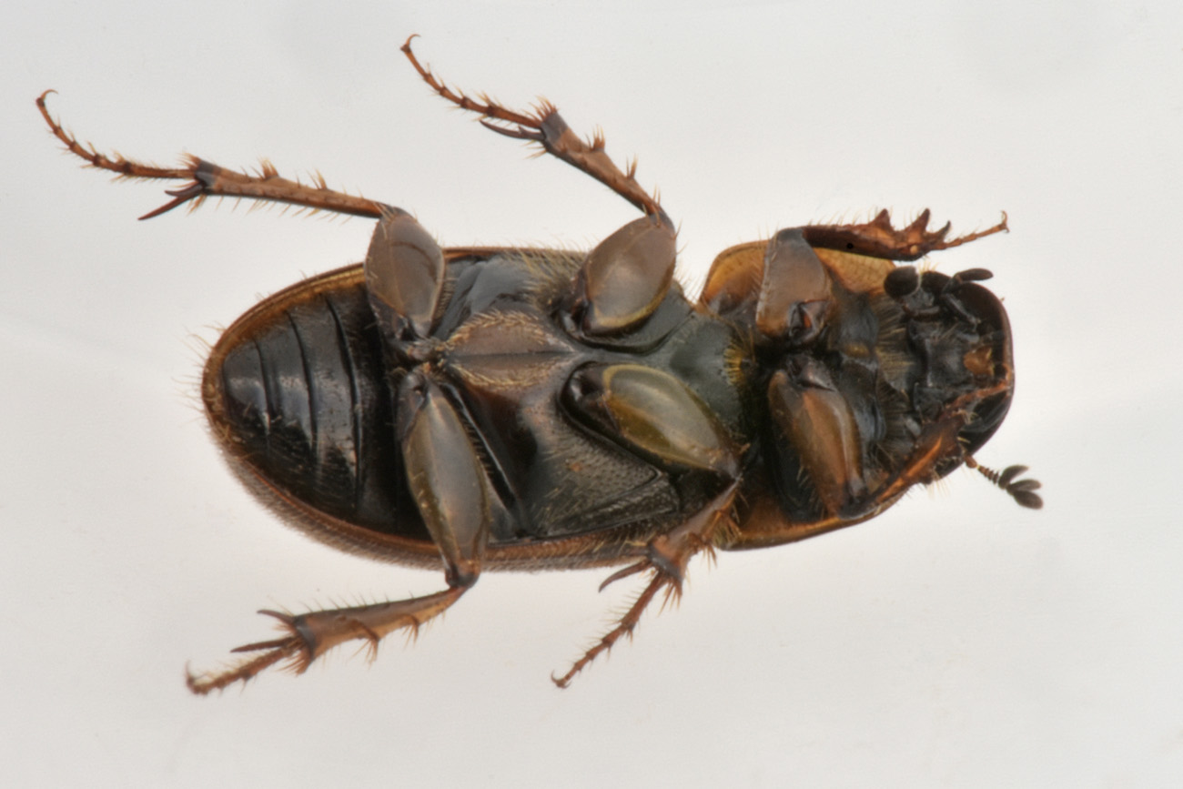Aphodiidae: Melinopterus prodromus m & f ?  Sì !